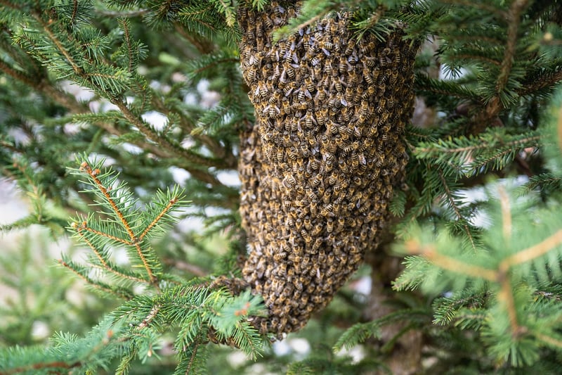 Beekeeping