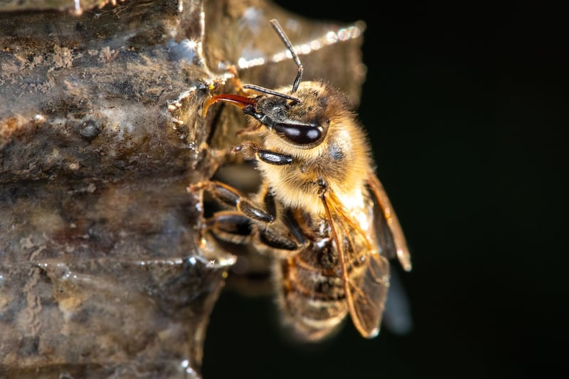 Bee on a flower
