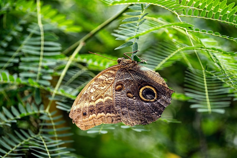 Butterfly Garden