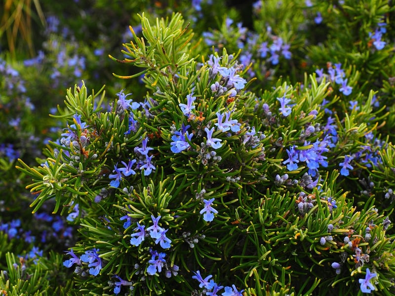Herb Garden